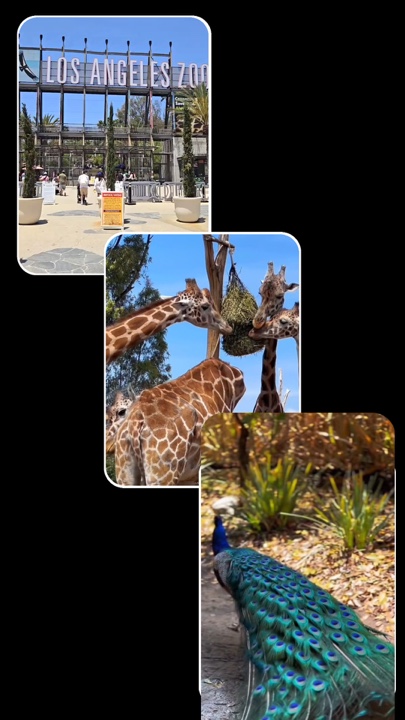 Zoo