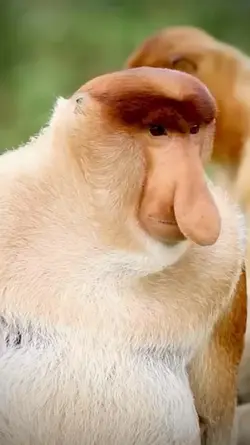 melongo