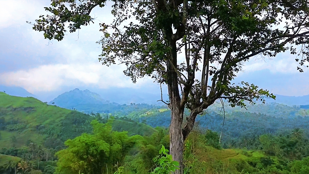 Nature G