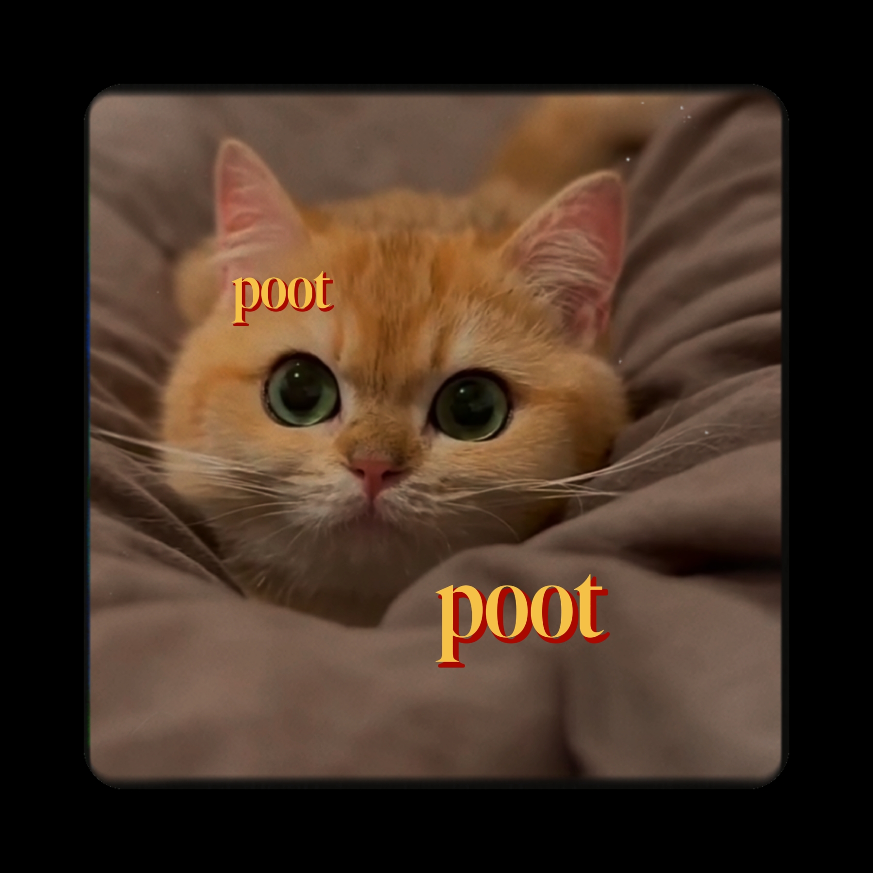 chat poot tendance