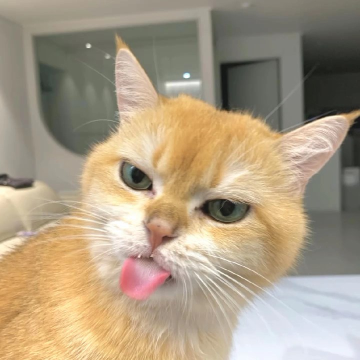 Capcut 