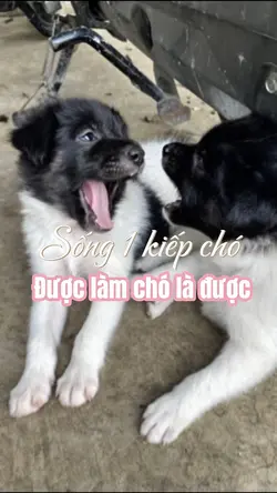Sống 1 kiếp chó 