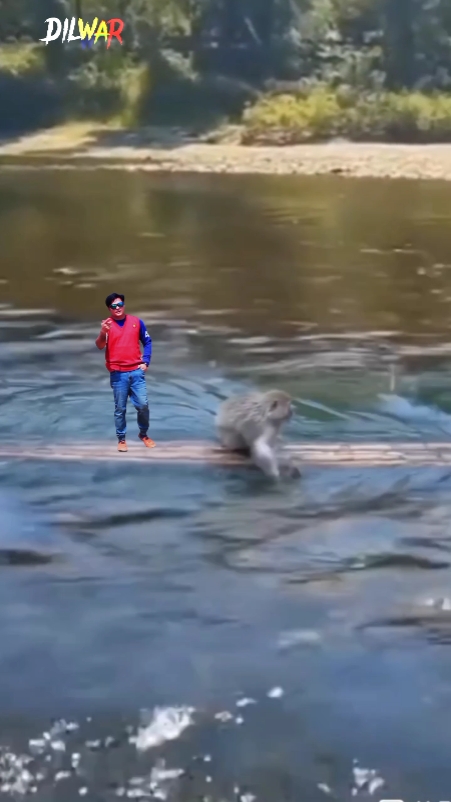 বানরের নৌকা বাইস