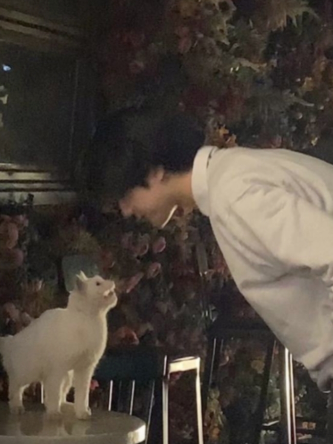 Adeus querido gato