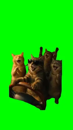 cat karaoke dance