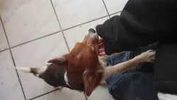 Marco 