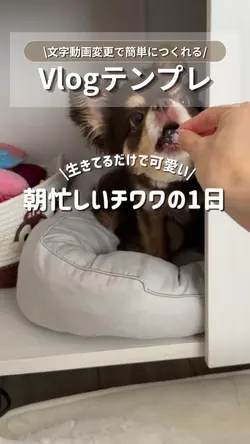 【愛犬Vlogテンプレ】可愛すぎる1日