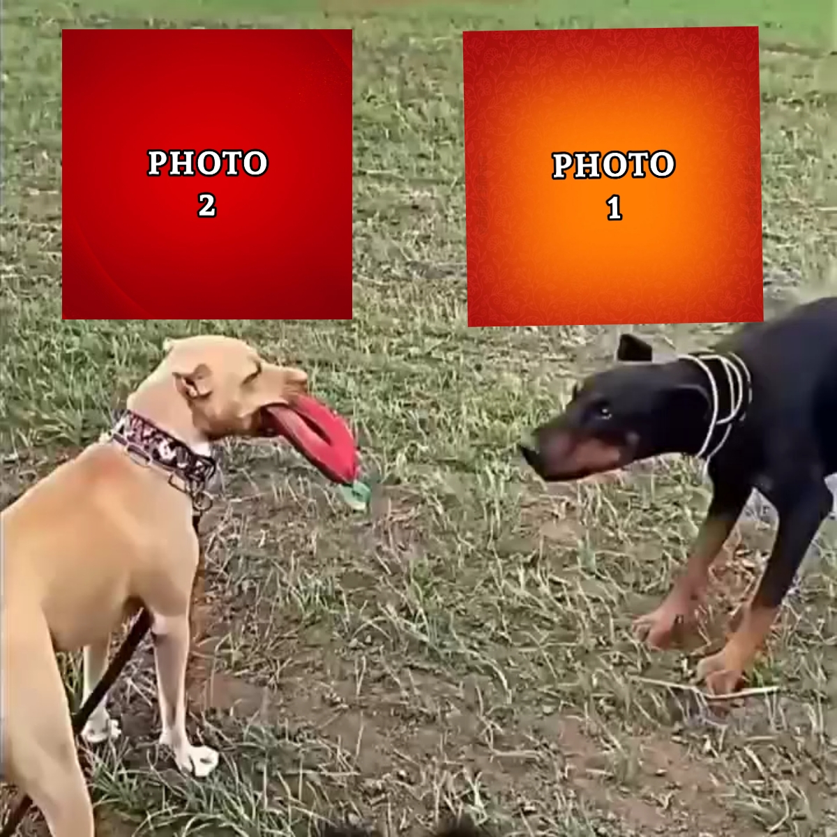 ESSAI DE RÉDACTEUR MAÎTRE
