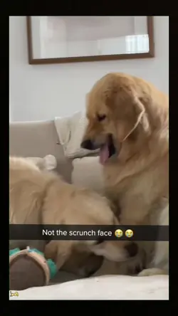 tiktok viral