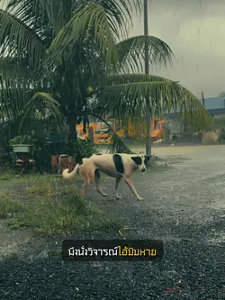 ไอ้ชิบหาย😃
