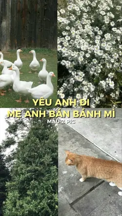Em Chưa Gặp RealLove