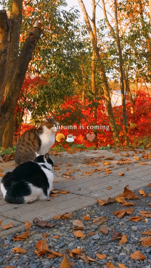 Autumn is coming