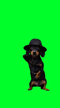 Dog dancing