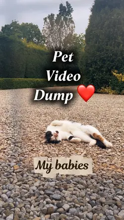 Pet Video Dump ❤️