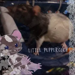 Little peppercorn..