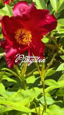 Schöne Pfingsten