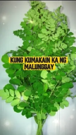 Malunggay Moringa