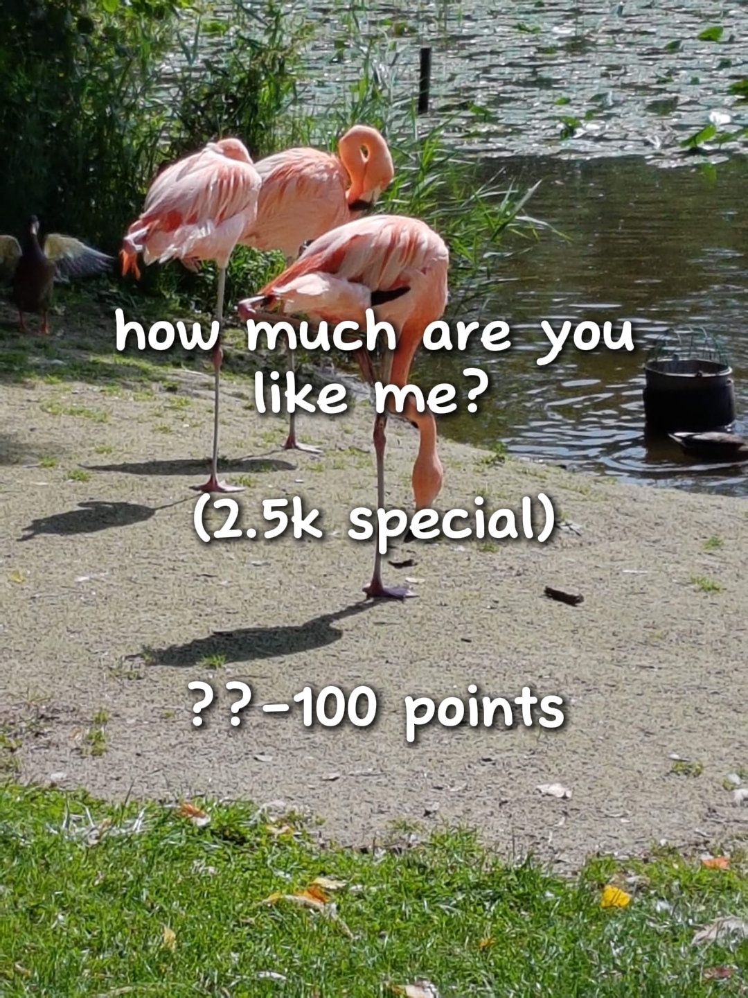 How much r u like me