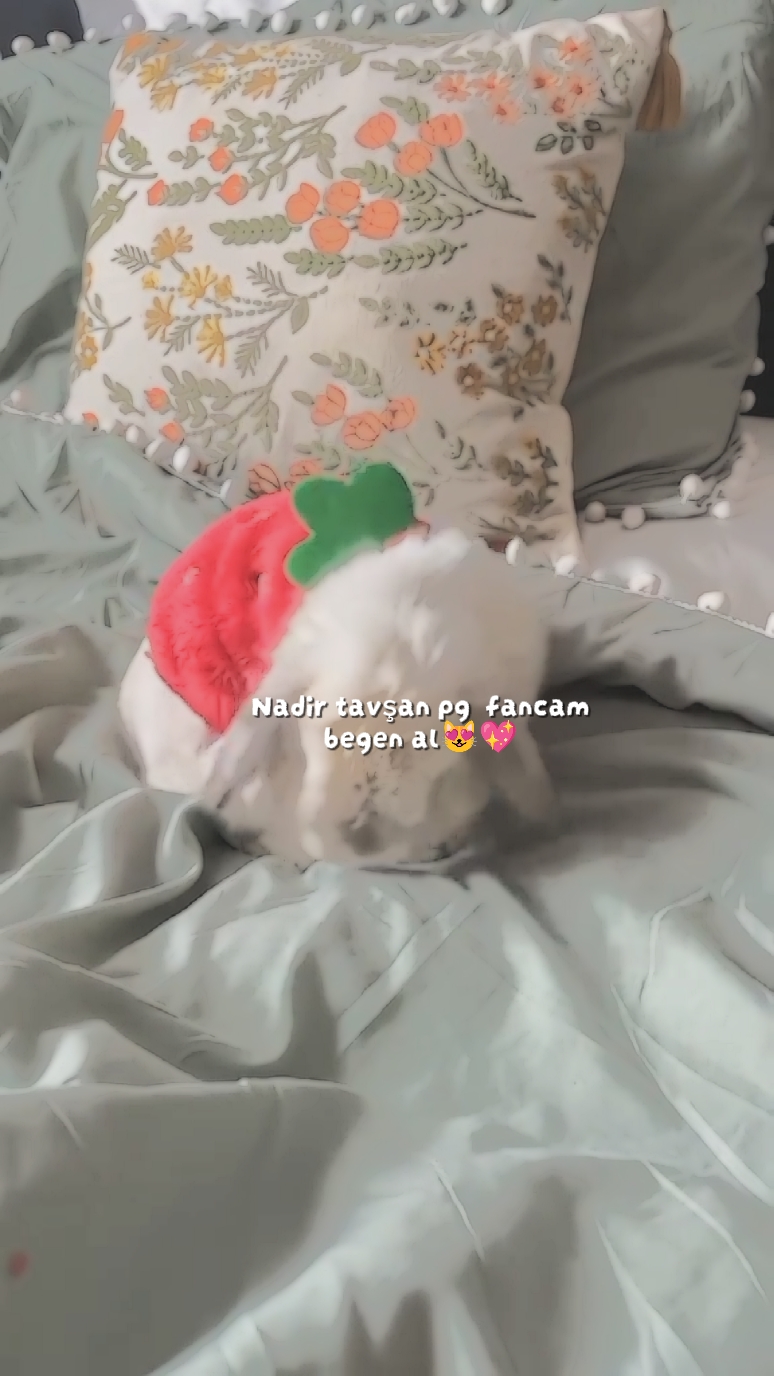 tavşan pg fancam