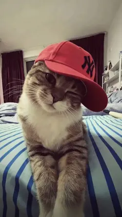 kicau kicau mania