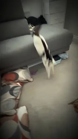 Rexi love to jump