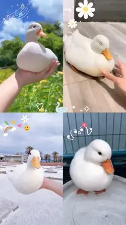 cute duck