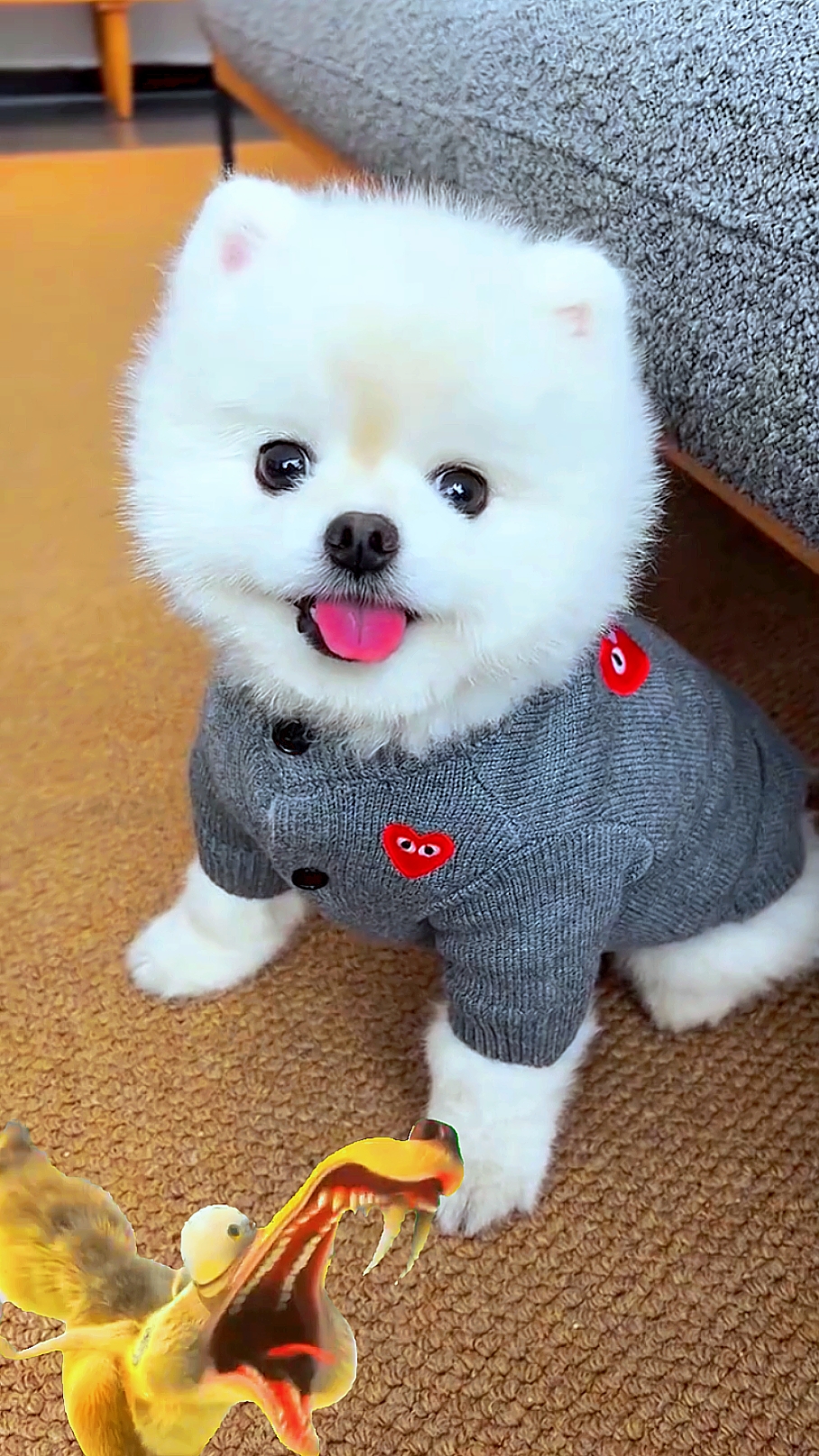 Cutiedog