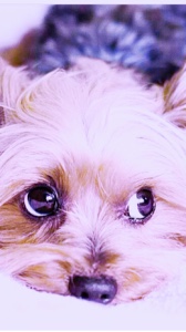 Cute Dog