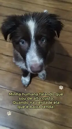 Faça com seu pet