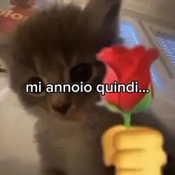 fammi una domanda