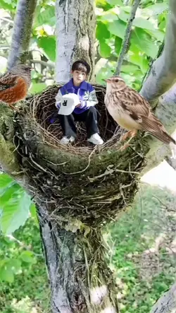 Sarang burung 