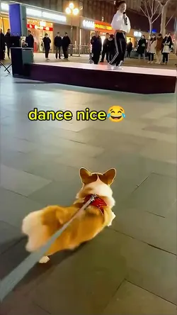 dog dance nice 