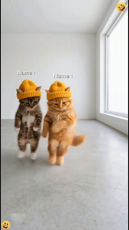 Chat de danse