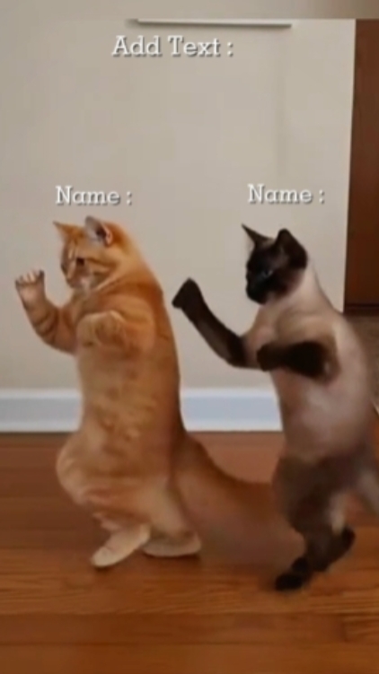 Nakakatawang Dance Cat, 