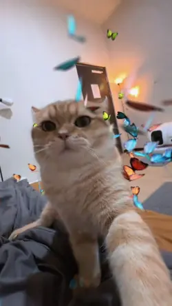 ผีเสื้อเทรนด์​ฮิต​