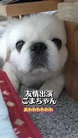 ごまちゃんおやつ欲しい