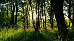 NATURE AESTHETIC