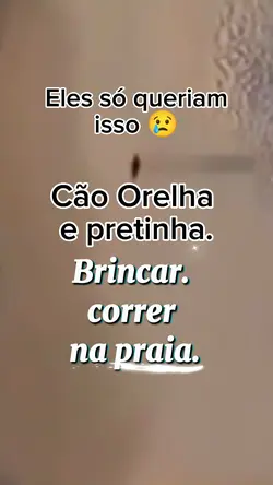 cão Orelha 