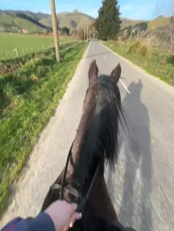 hooves sound