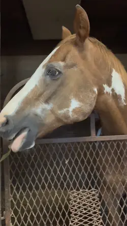 bella’s horsey hehe