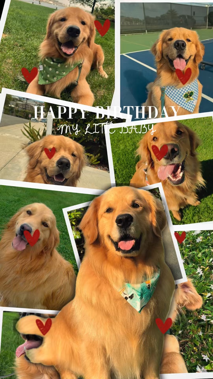 Aniversário meu cachorro