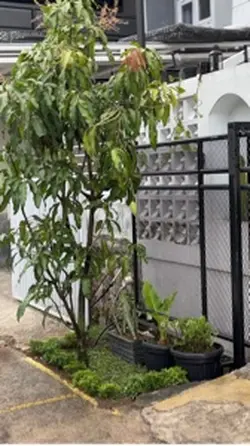 Cinematic rumah
