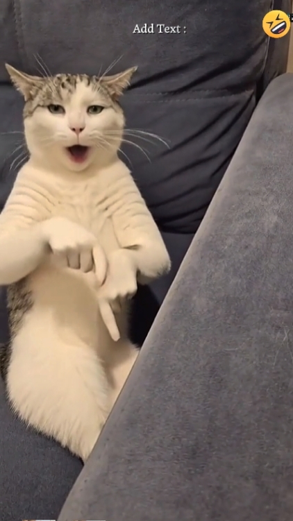 귀여운 고양이