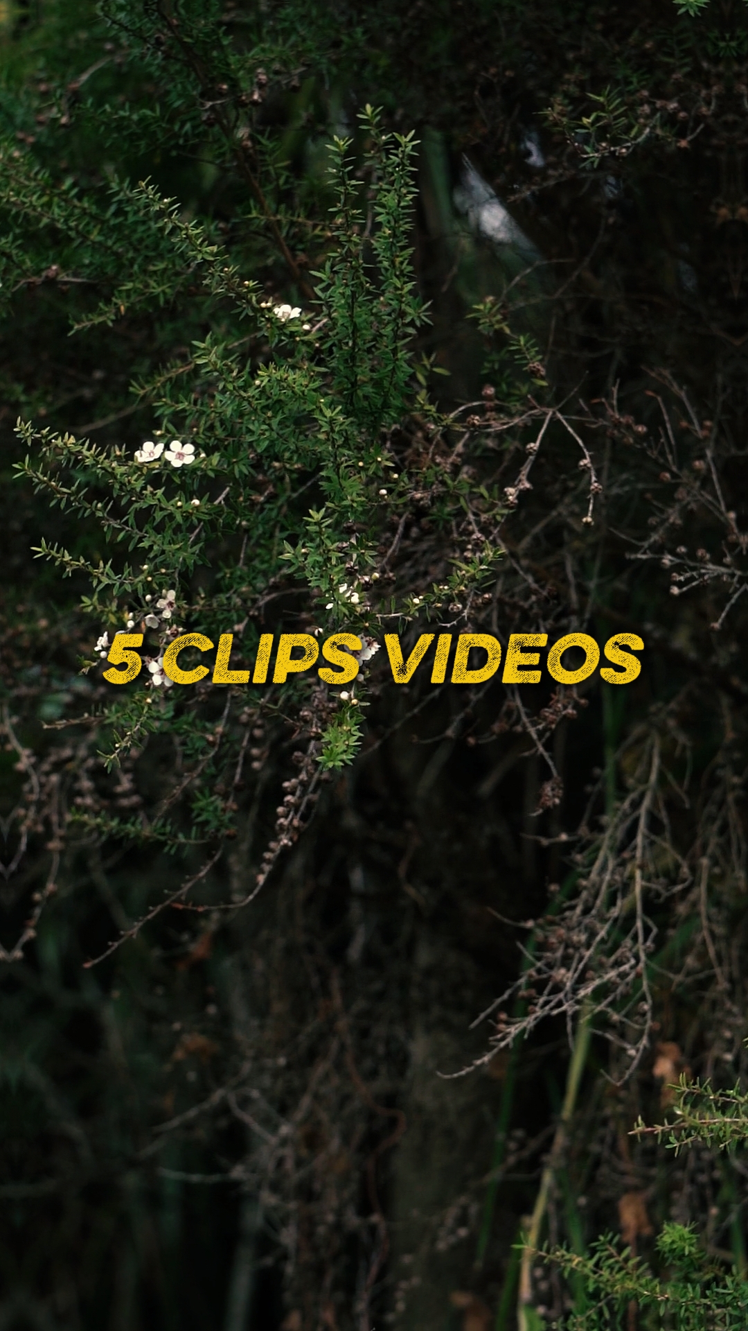 Cinematic 5 Videos