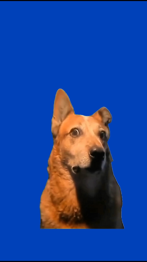 Verwirrter Hund