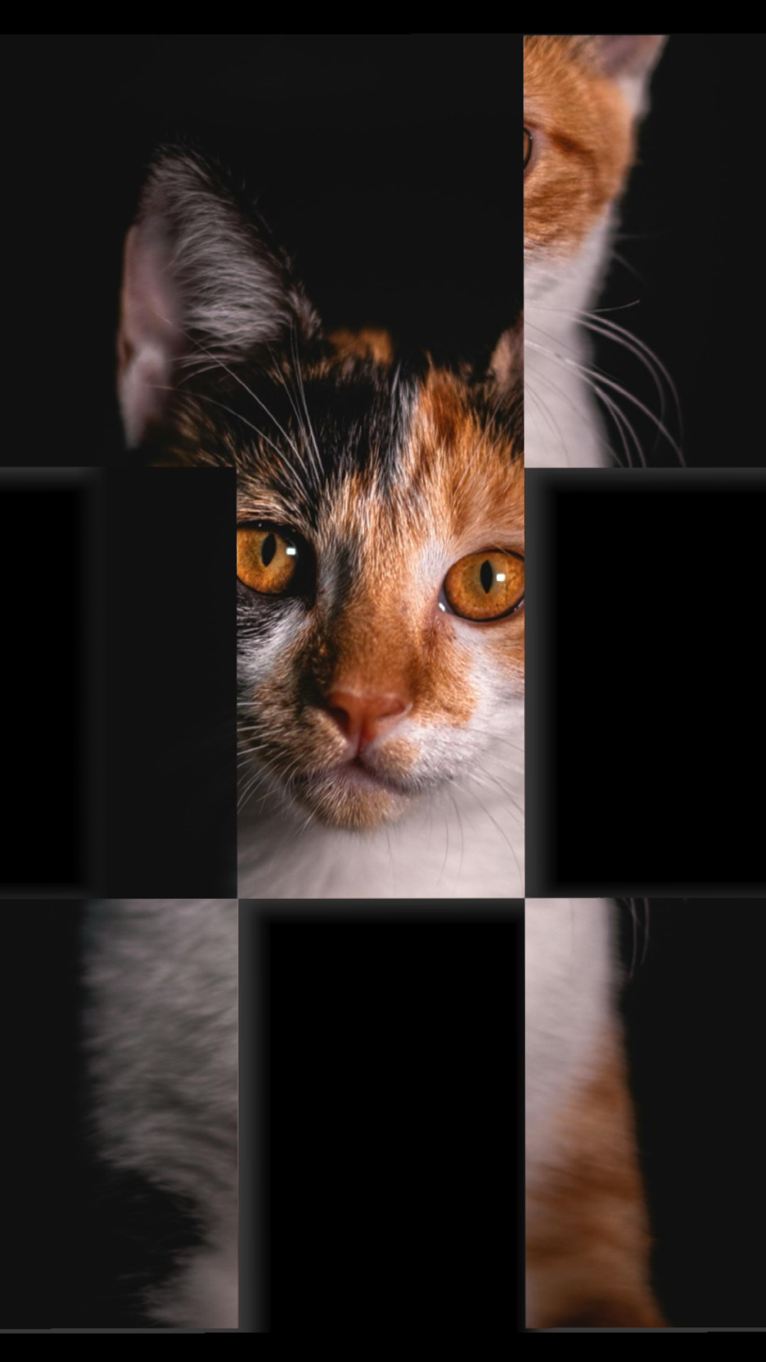 Volcado De Fotos De Gato