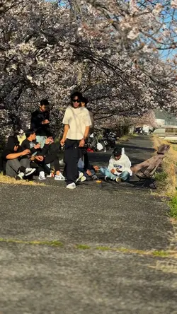 Japan sakura 
