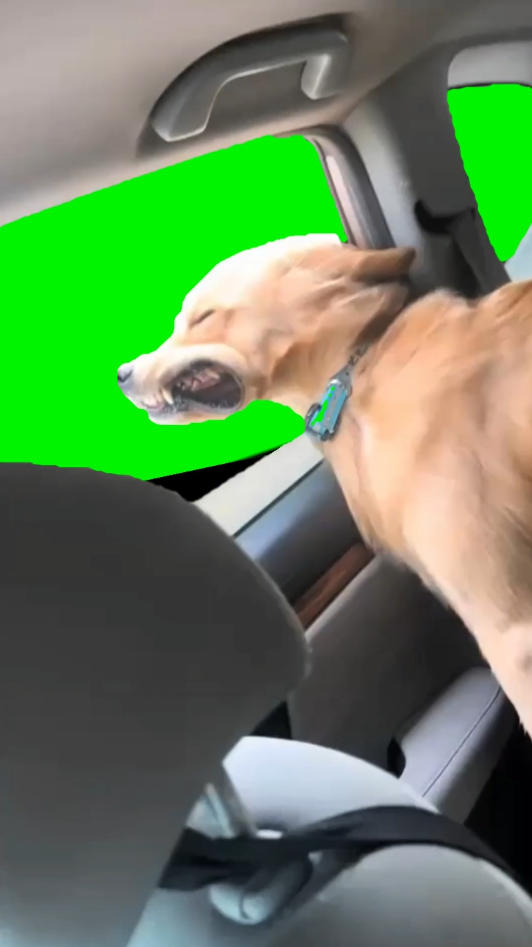 Lustiger Hund