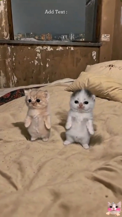 Niedliche Katze