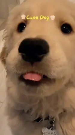 cute dog